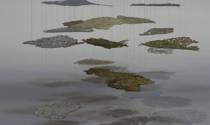 A group of water lilies floating on top of the water.